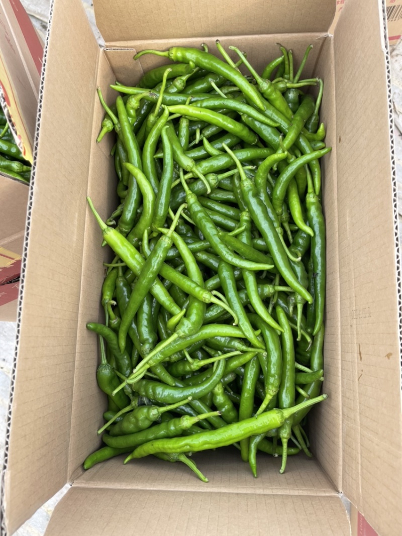 精品大棚杭椒，产地直发，量大从优，货源充足，质量保证