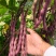 四季豆种子蜀香红全红四季架豆荚长顺直结荚密品质好