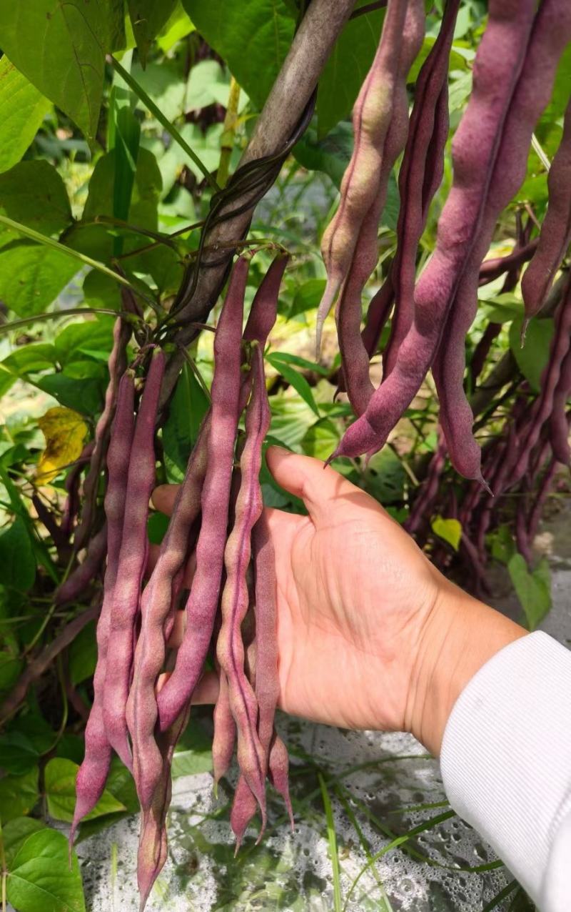 四季豆种子蜀香红全红四季架豆荚长顺直结荚密品质好