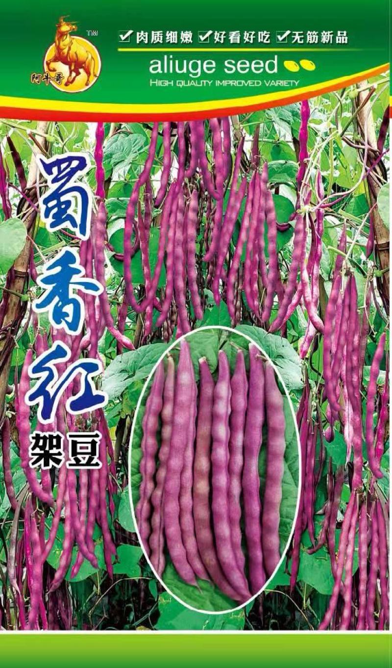四季豆种子蜀香红全红四季架豆荚长顺直结荚密品质好