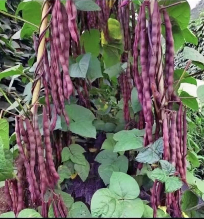 四季豆种子蜀香红全红四季架豆荚长顺直结荚密品质好