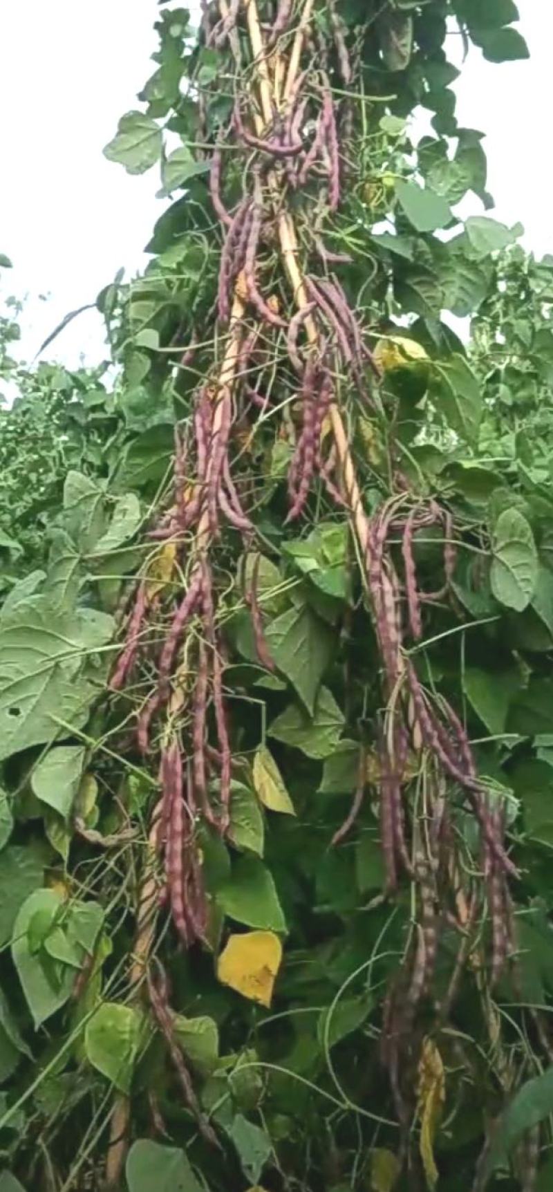 四季豆种子蜀香红全红四季架豆荚长顺直结荚密品质好