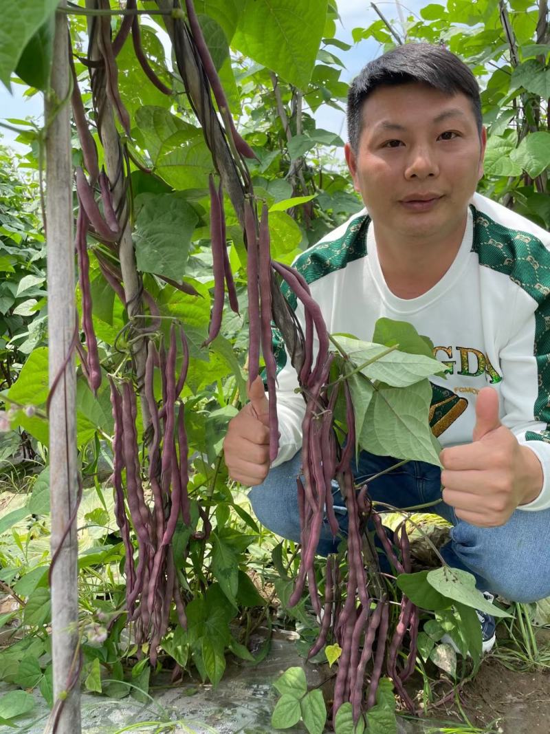 四季豆种子蜀香红全红四季架豆荚长顺直结荚密品质好