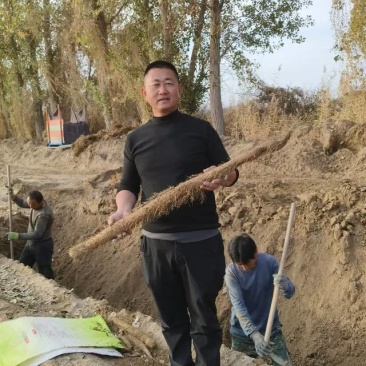 新鲜山药,健康美味,直供农场,保证品质量大从优质优