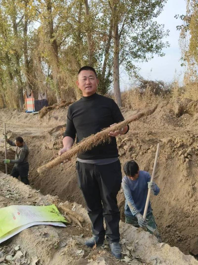 新鲜山药，健康美味，直供农场，保证品质量大从优质优