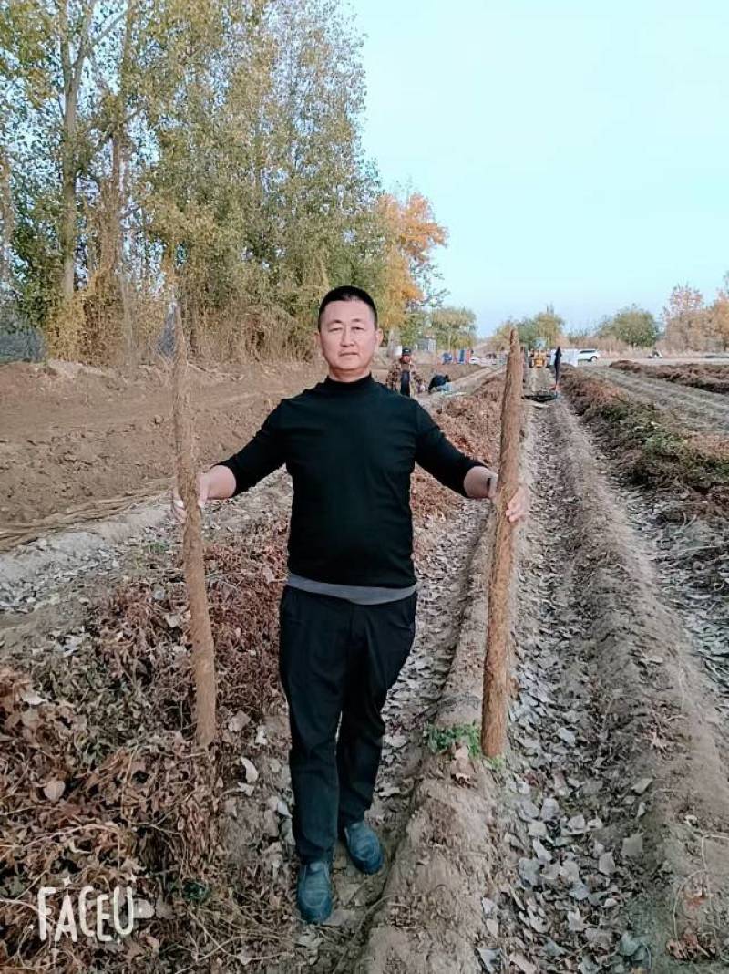新鲜山药，健康美味，直供农场，保证品质量大从优质优