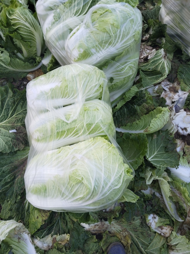 山东白菜