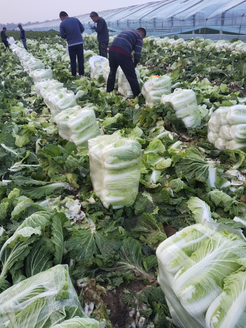 山东白菜