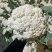 白花菜，菜花，青梗菜花，散花，青梗散花