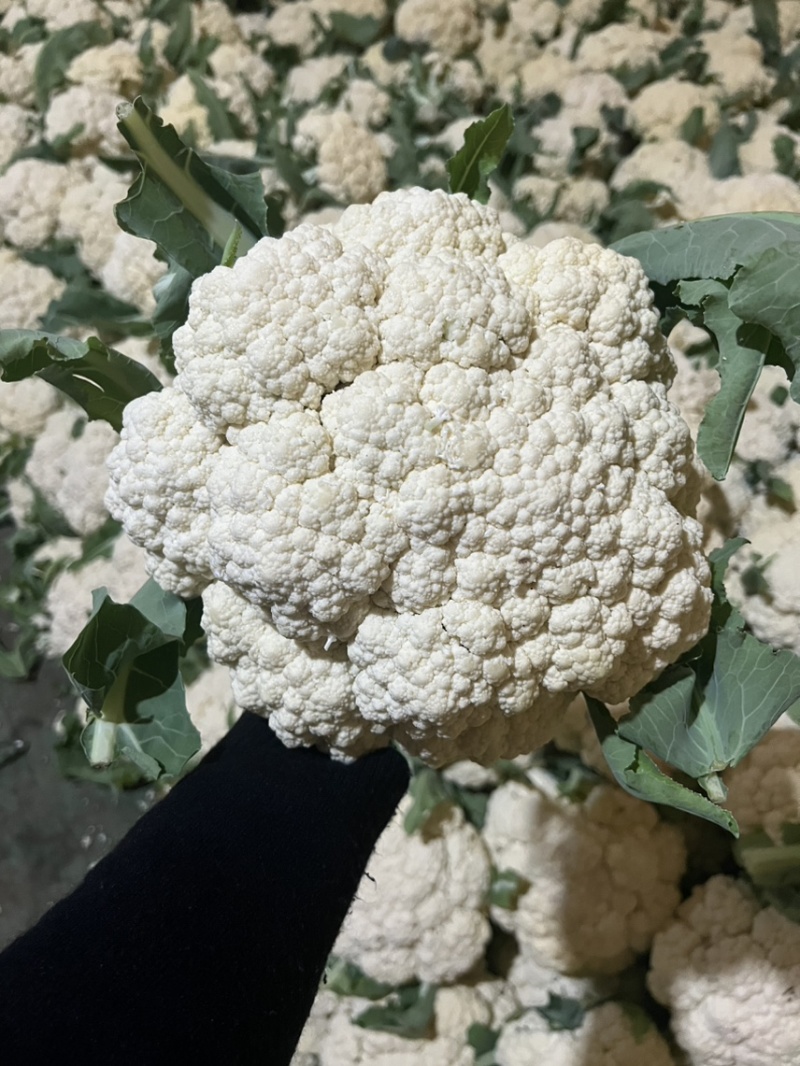 白花菜，菜花，青梗菜花，散花，青梗散花