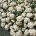 白花菜，菜花，青梗菜花，散花，青梗散花
