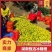 冰糖橙【电商直播美团社区批发】产地直发品质保证