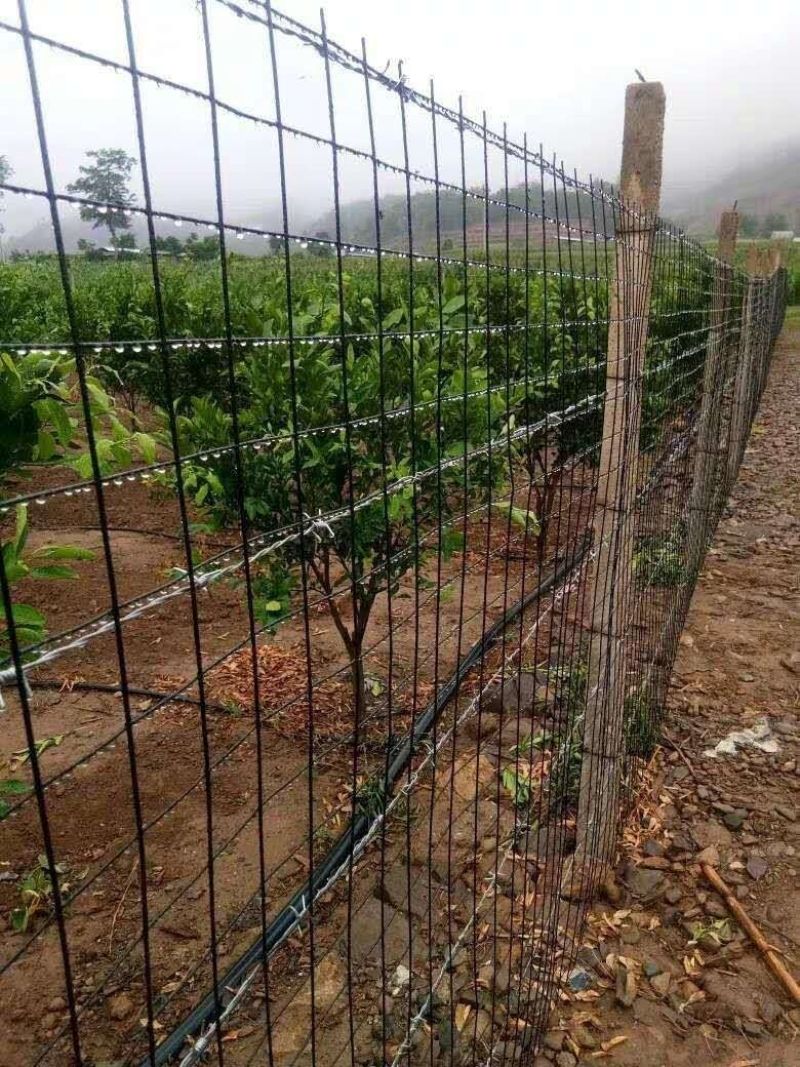 塑料围栏网鸡鸭鹅围网荷兰网养殖网圈地大棚防水网防鸟