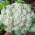 花菜松花菜散花安徽砀山松花菜产地直供货源充足