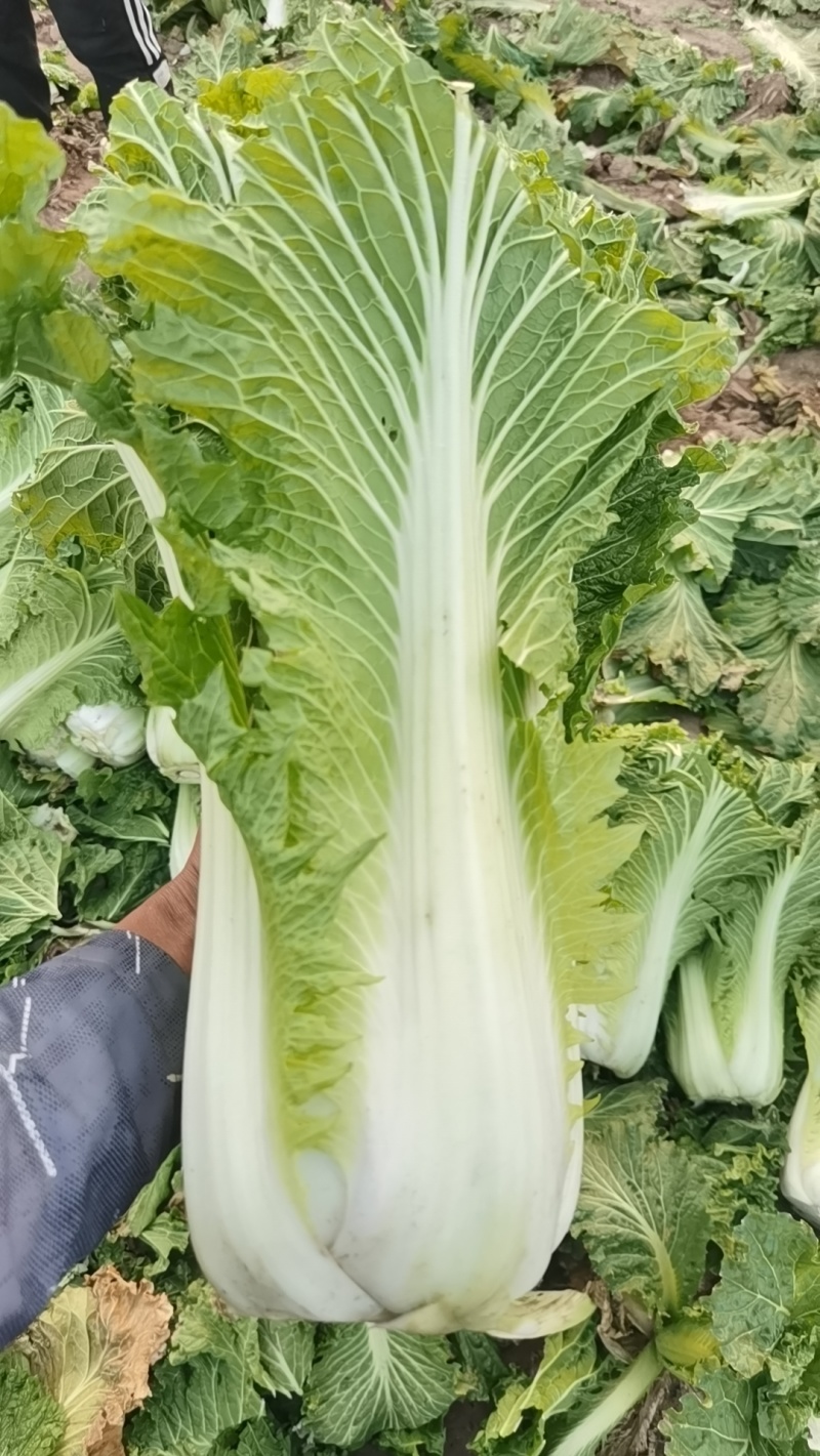 秋绿60白菜