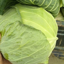 新鲜上市湖北精品扁包菜甘蓝包菜电商市场加工厂一手货源