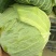 新鲜上市湖北精品扁包菜甘蓝包菜电商市场加工厂一手货源