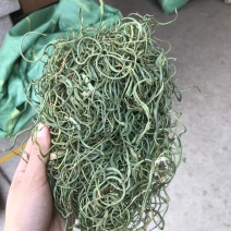 精品化石草，大叶，中叶，小叶，细叶都有货
