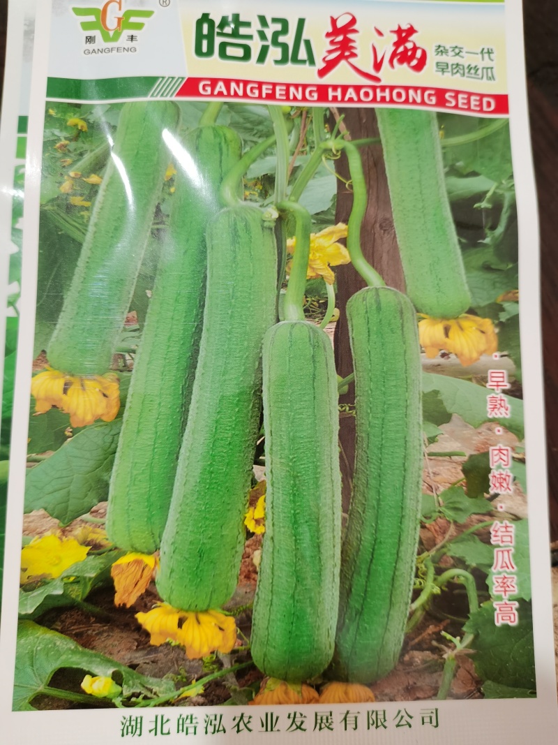 比尔优美满早熟肉嫩结瓜率高一代F1早熟肉丝瓜