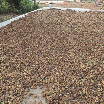 湘林小子茶籽果的品种