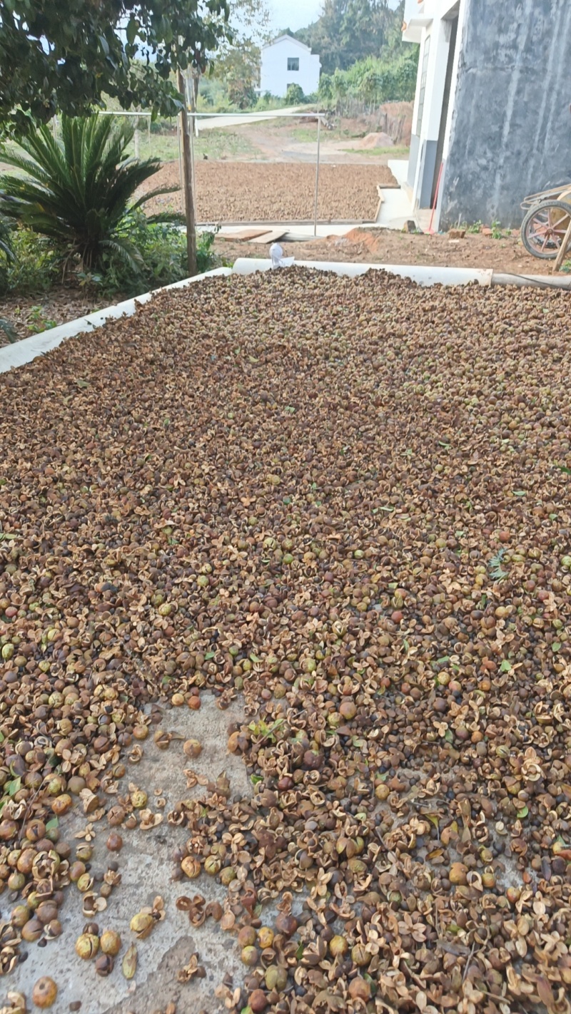 湘林小子茶籽果的品种