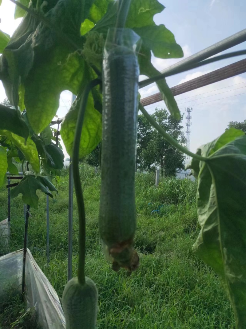 比尔优美满早熟肉嫩结瓜率高一代F1早熟肉丝瓜
