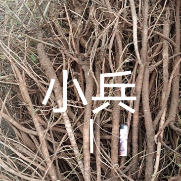 小叶千斤拔药材供应产地一手货源