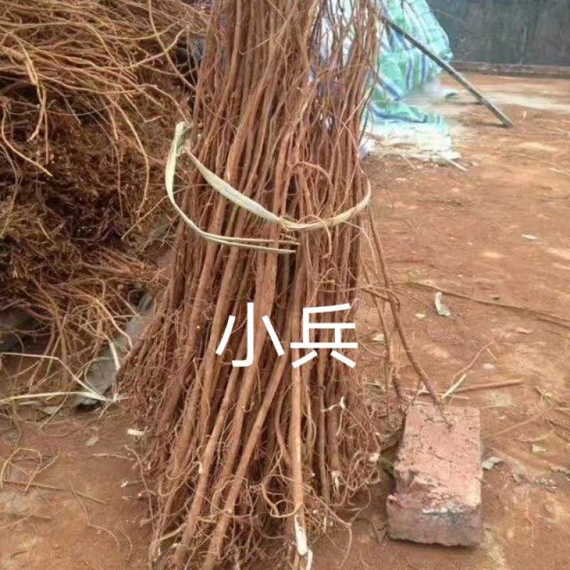 小叶千斤拔药材供应产地一手货源