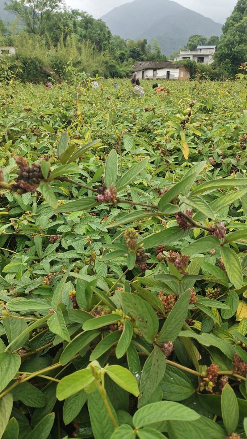 小叶千斤拔药材供应产地一手货源