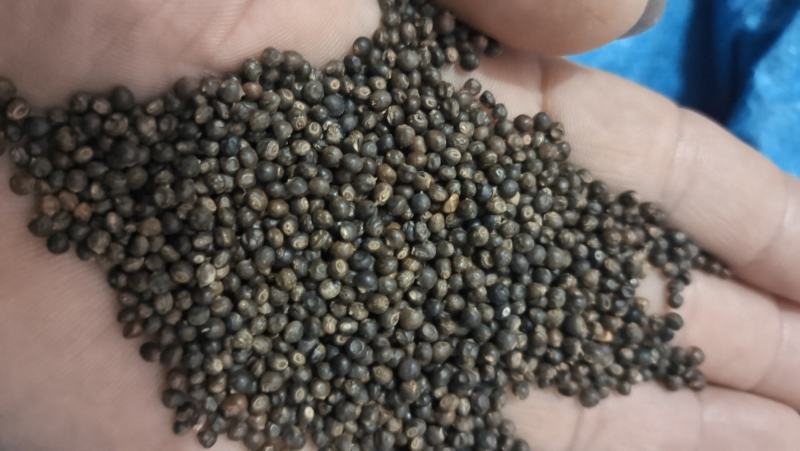 小叶千斤拔药材供应产地一手货源