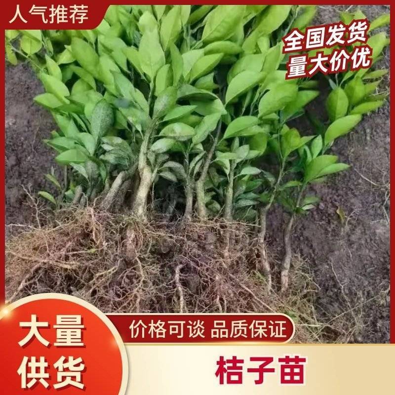 新品种无核沃柑柑橘苗晚熟大果无籽果树嫁接苗