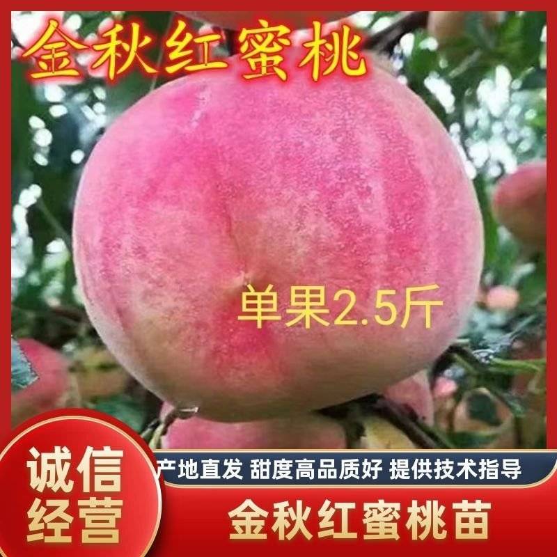 新品种桃树苗金秋红蜜桃特大桃子品种离核蜜桃苗