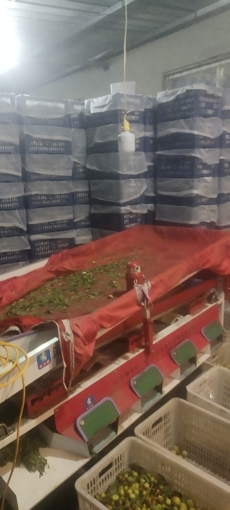 河北冬枣大量有货