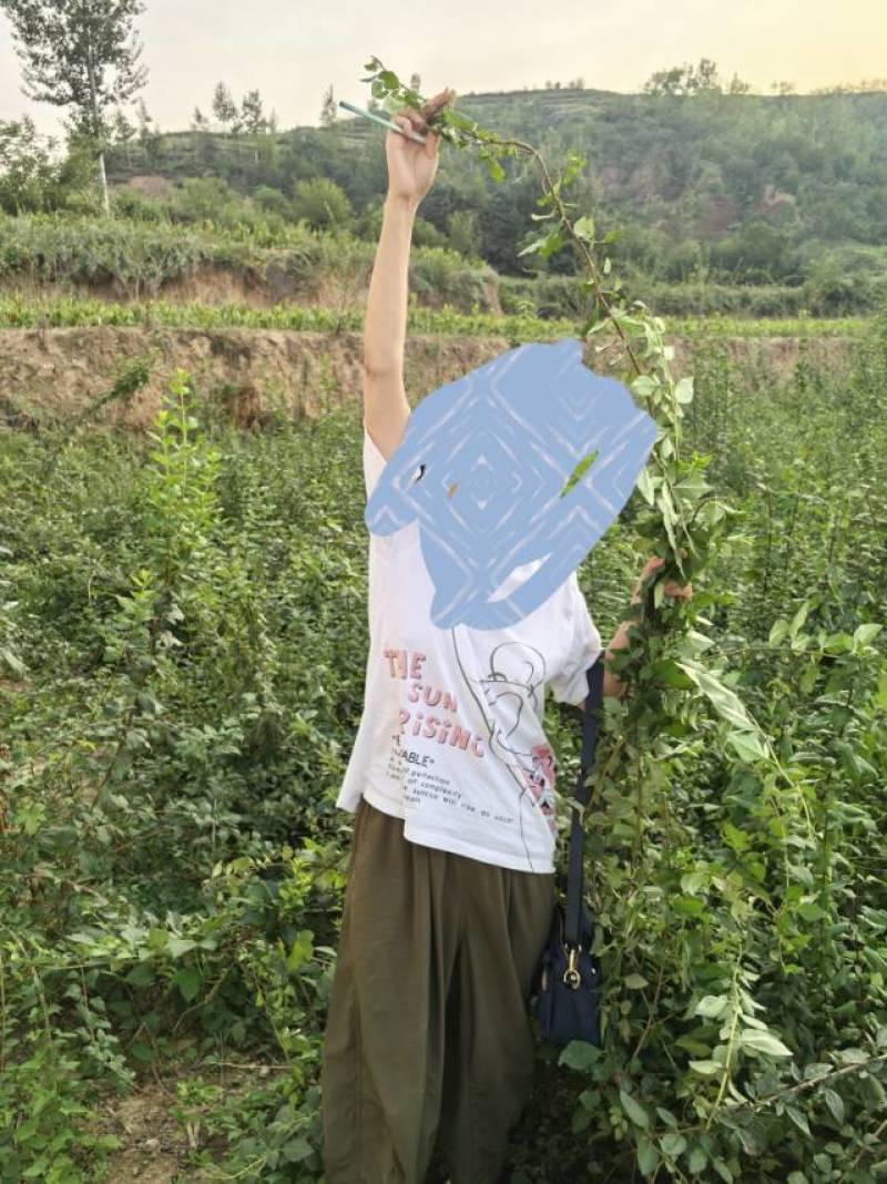 新鲜河南连翘苗，优质苗木，快来选购！