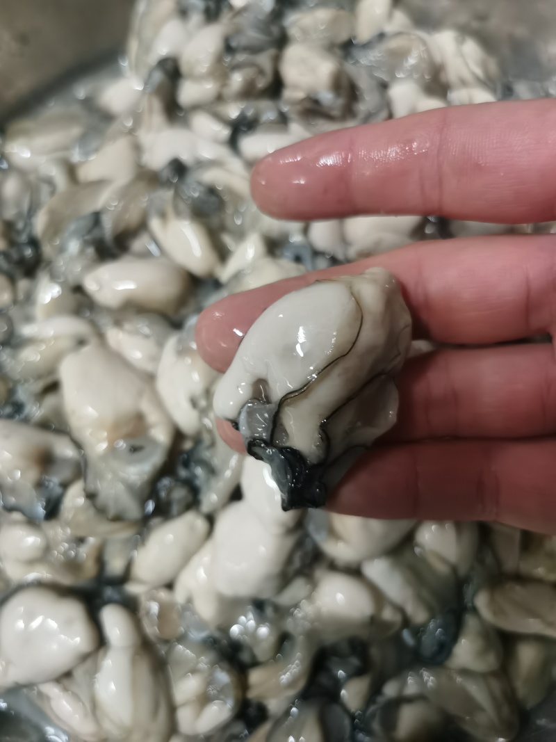 新鲜生蚝肉海蛎子肉餐饮饭店批发40-50只/斤