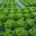 意大利生菜自产自销自有生菜基地100亩大量供应