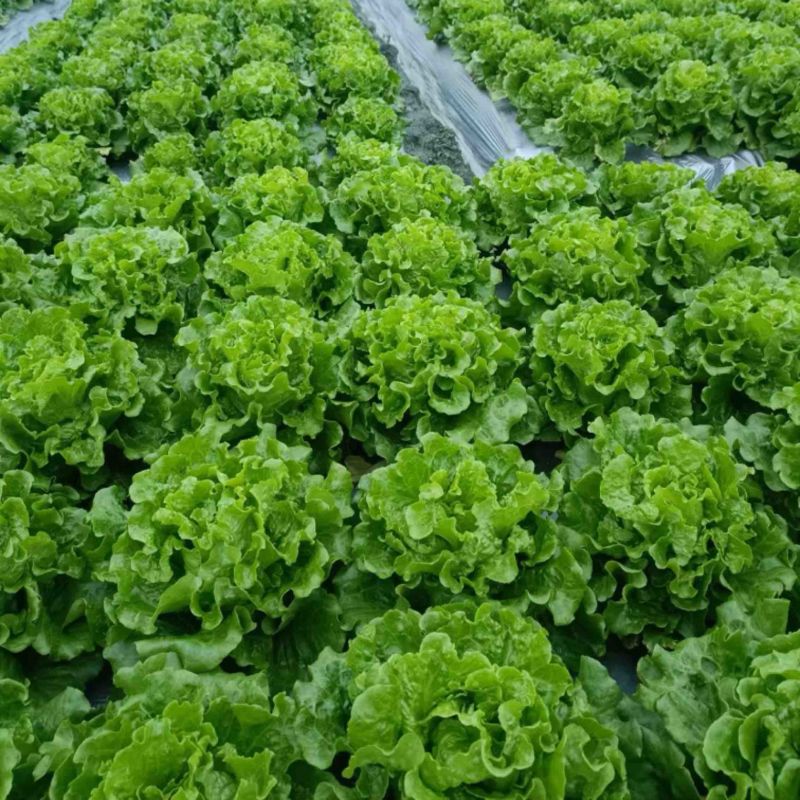 意大利生菜自产自销自有生菜基地100亩大量供应