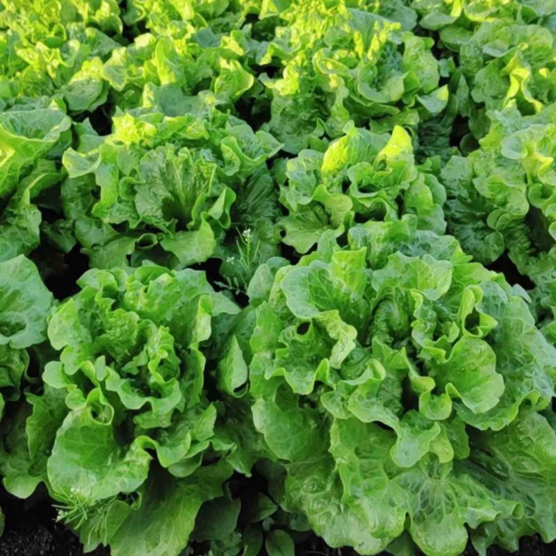 意大利生菜大量上市，产地直销！价优！价优！价优！