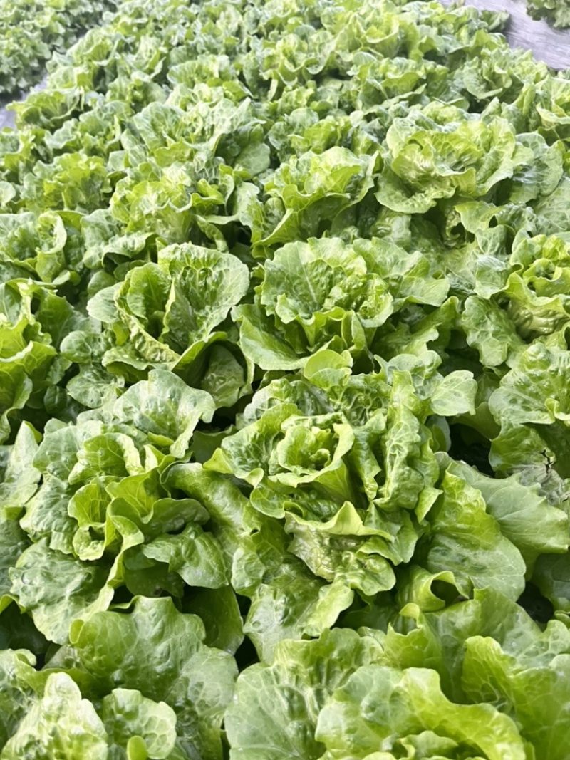 意大利生菜大量上市，产地直销！价优！价优！价优！
