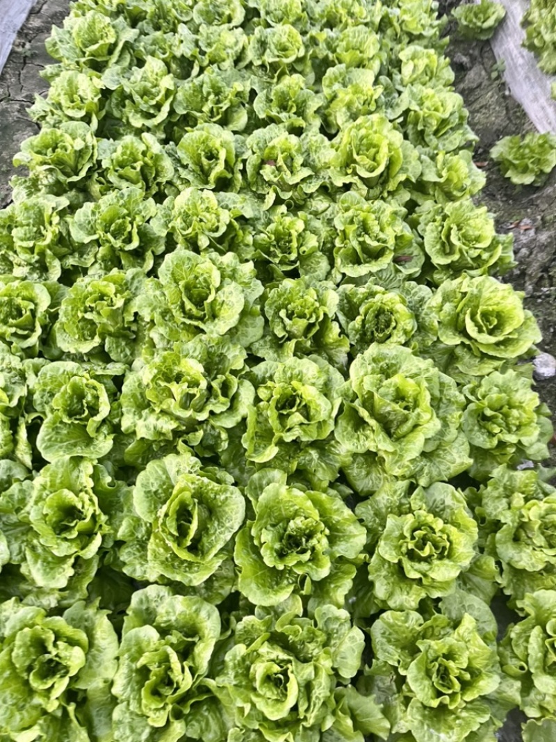 意大利生菜大量上市，产地直销！价优！价优！价优！