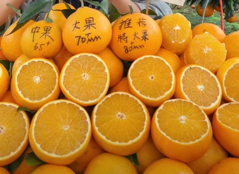 四川爱媛果冻橙大量上市基地直供质量上乘口感好全国发货