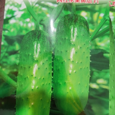 绿天使翠冠506F1水果黄瓜清香爽口翠绿有光泽