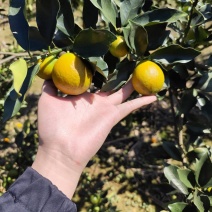 融安脆蜜金桔精品果电商果高次市场果大量有货欢迎咨询