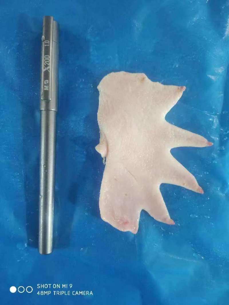 大鸡冠子，板冻单冻都有，厂家直发，协助找车