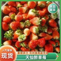 天仙醉草莓，品质保证，现货供应，可根据需要包装