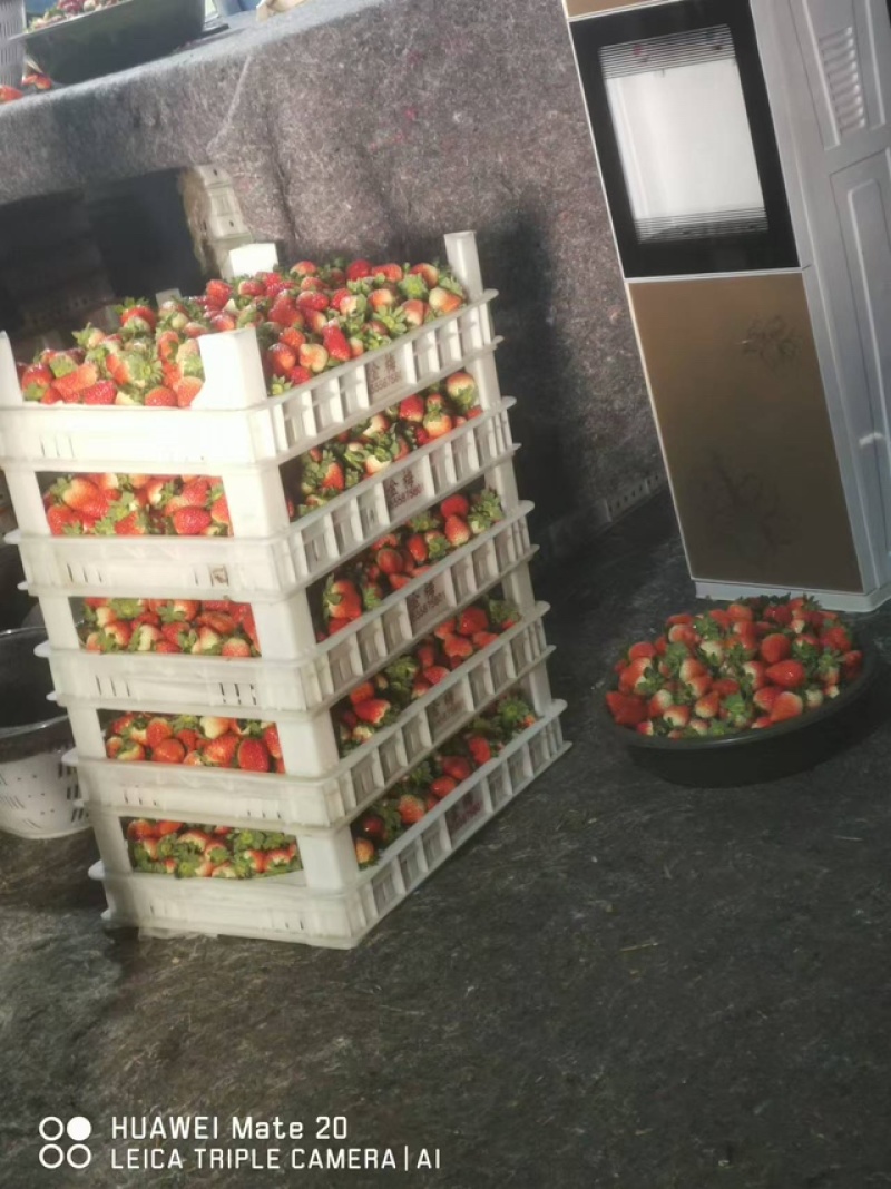 天仙醉草莓，品质保证，现货供应，可根据需要包装