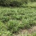 四川大叶红心优质石菖蒲种苗抗病力强产量高生产速度快