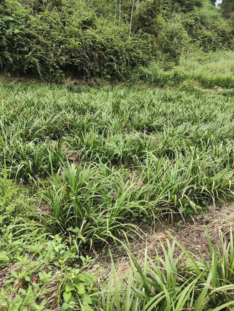 四川大叶红心优质石菖蒲种苗抗病力强产量高生产速度快