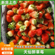 精品草莓安徽草莓承接商超电商供货量大甜美多汁欢迎采购