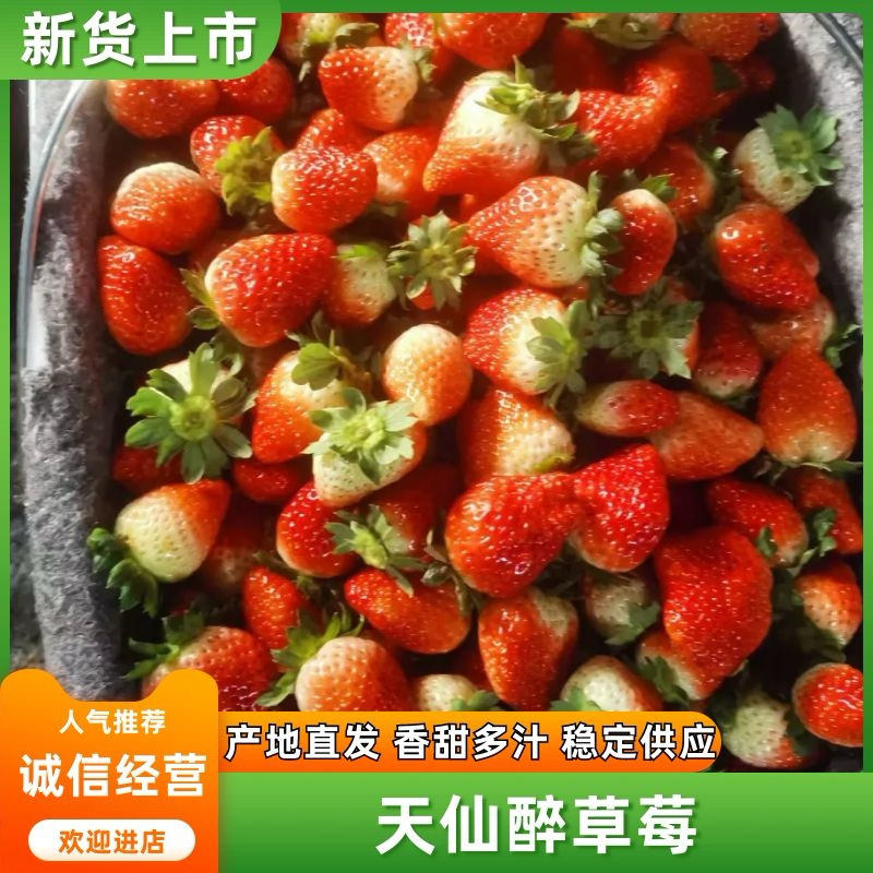 精品草莓安徽草莓承接商超电商供货量大甜美多汁欢迎采购